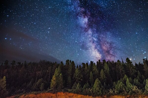 Ciel étoilé au-dessus de la forêt belle vue