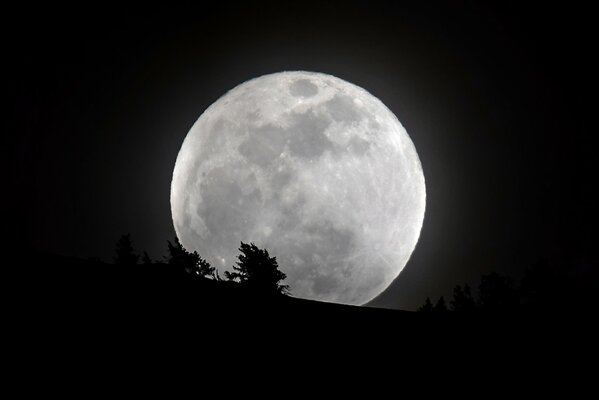 Silhouette of a tree against the background of the moon in the night sky