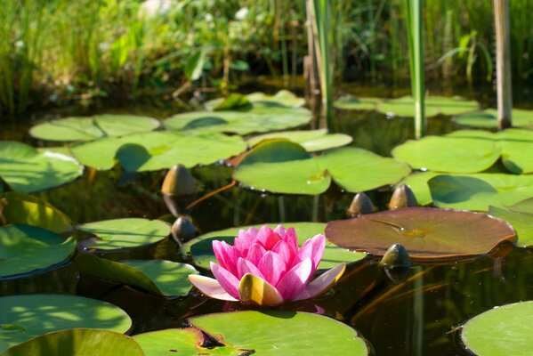 Im Wasser blühender rosa Lotus