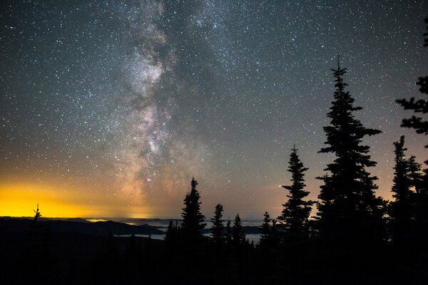 Bosque en la noche estrellada donde se puede ver la vía láctea