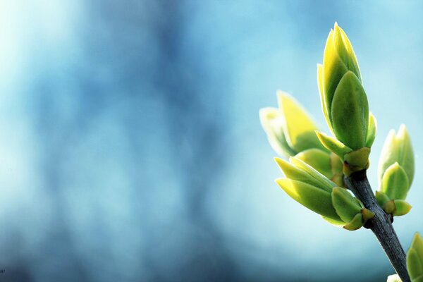 Ast mit Knospen im Frühling auf blauem Hintergrund