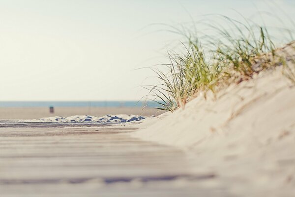 Playa de arena junto al mar con hierba