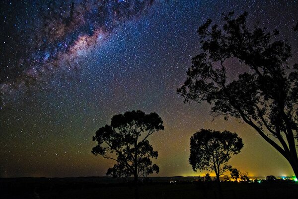 The trees look futuristic against the background of the starry sky 