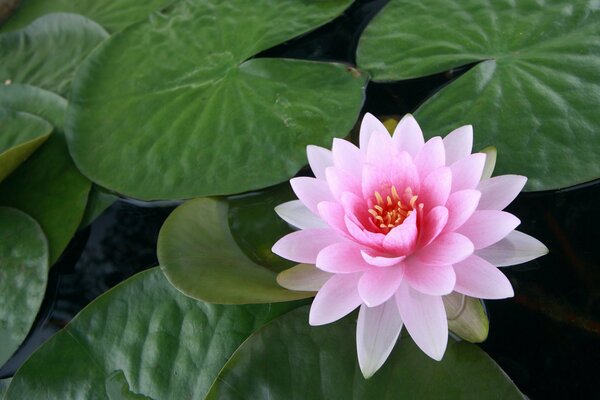 A pink flower blooming on the water