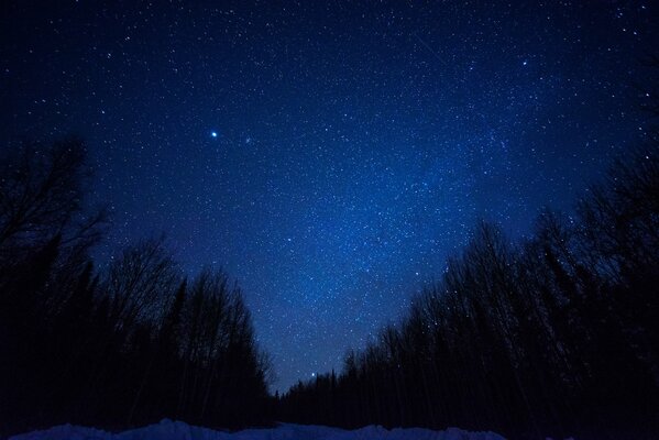 Cielo notturno con le stelle nella foresta