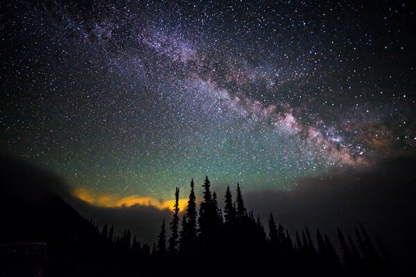 Trees on the background of the starry sky