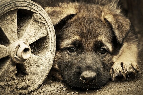 Le regard piquant d un petit chiot