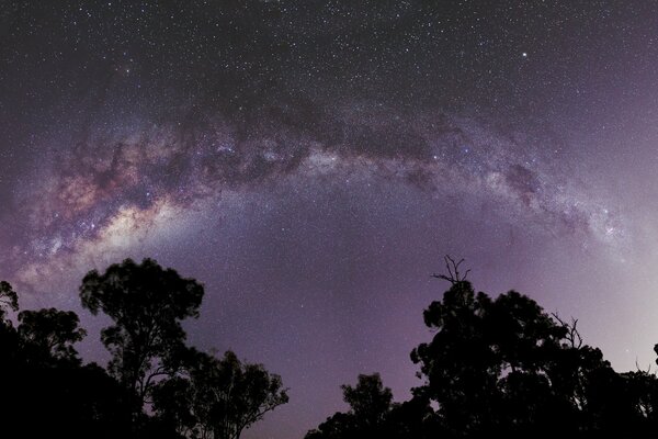 Voie lactée visible derrière les arbres la nuit