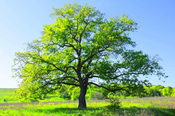 A green tree grows in the middle of a field