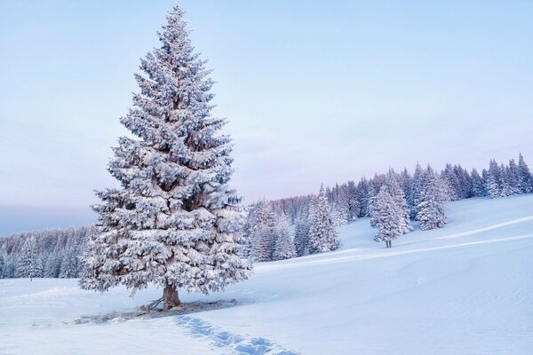 Abeti innevati in inverno