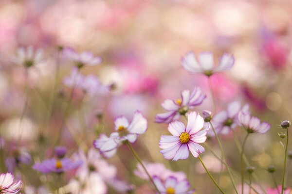 Wildflowers are the simplest and most pleasant