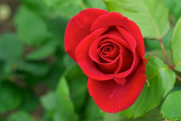 A bright red rose on a blurry green background