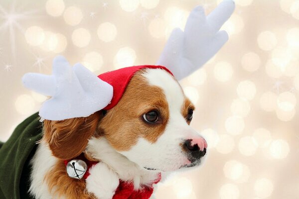 A dog in a Santa Claus reindeer costume