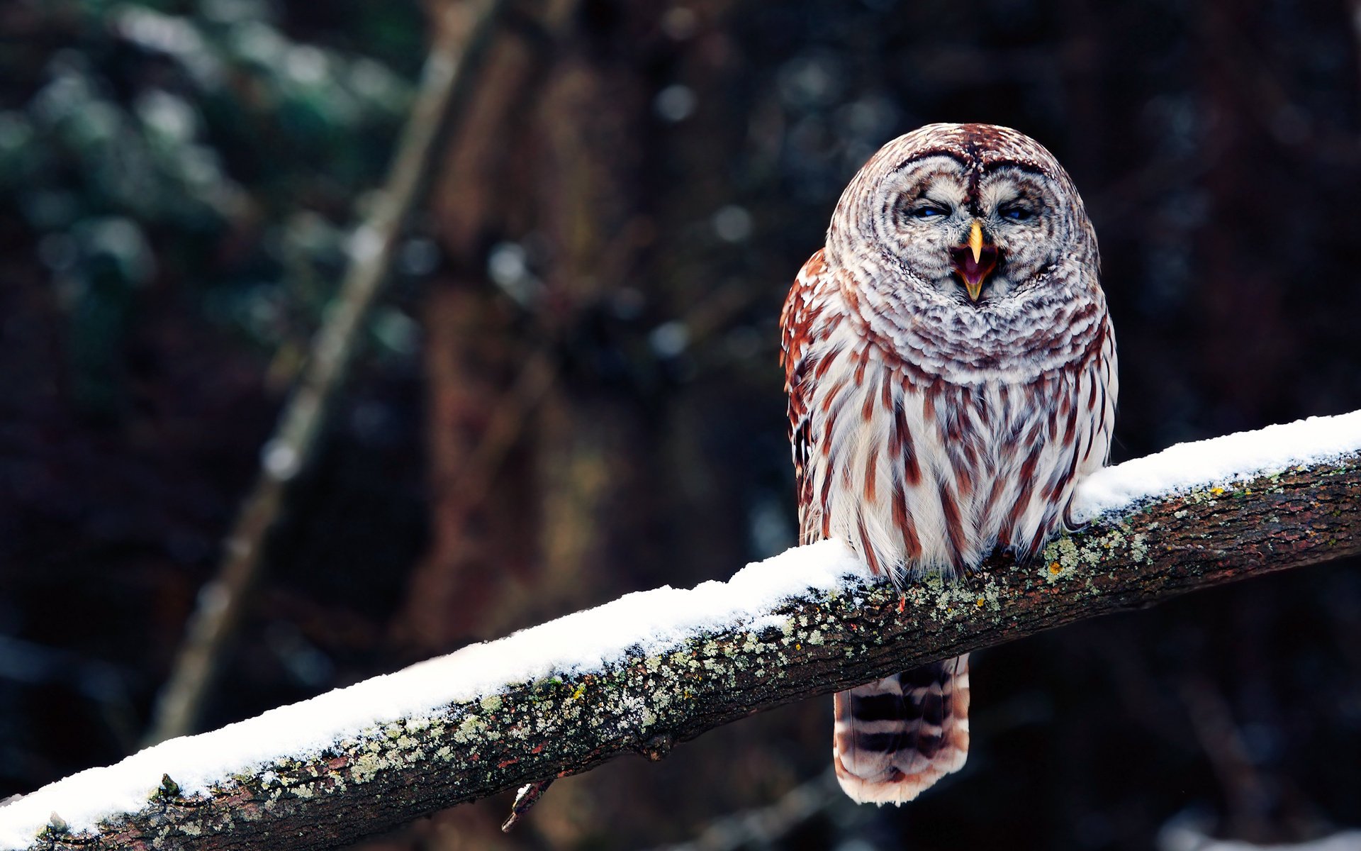 owl owl bird branch