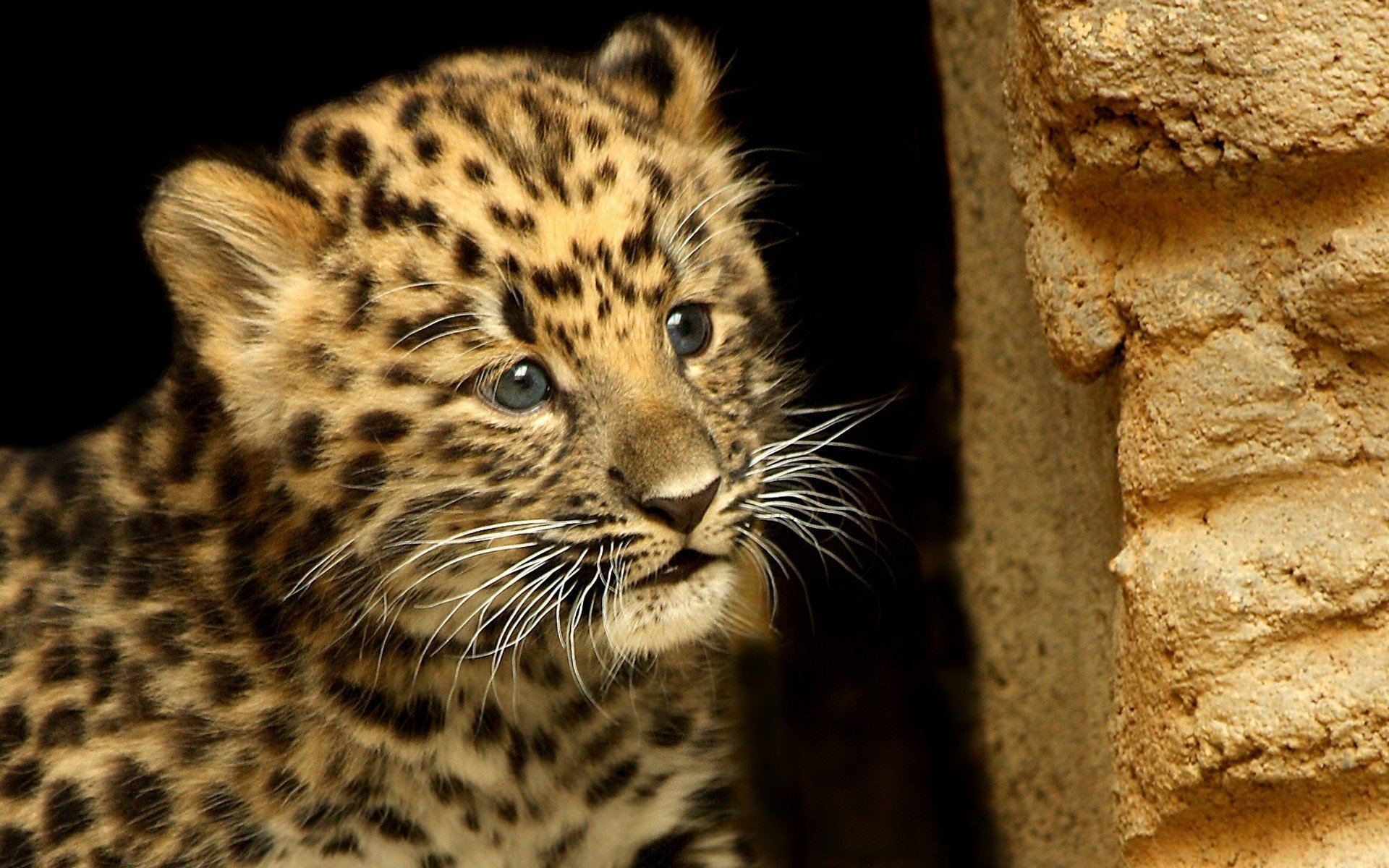 léopard cub enfant