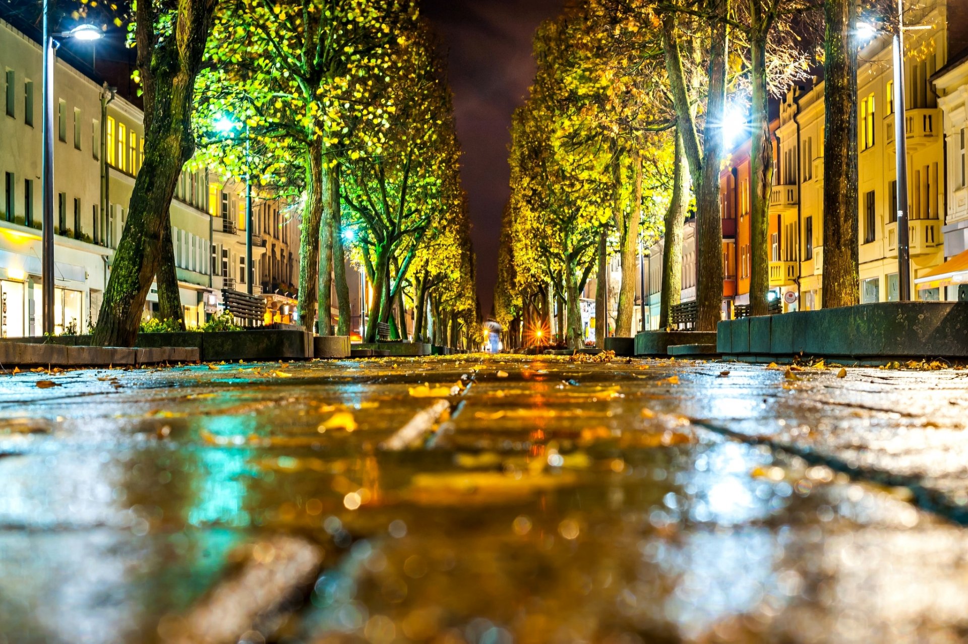 lietuva kaunas litauen stadt straße straße asphalt makro bokeh blätter bäume lichter licht häuser gebäude herbst