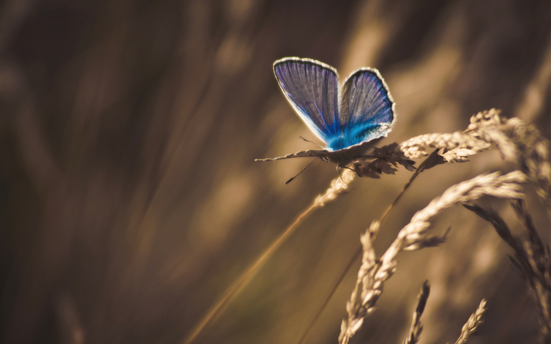 motyl leczenie makro trawa sucha kłoski