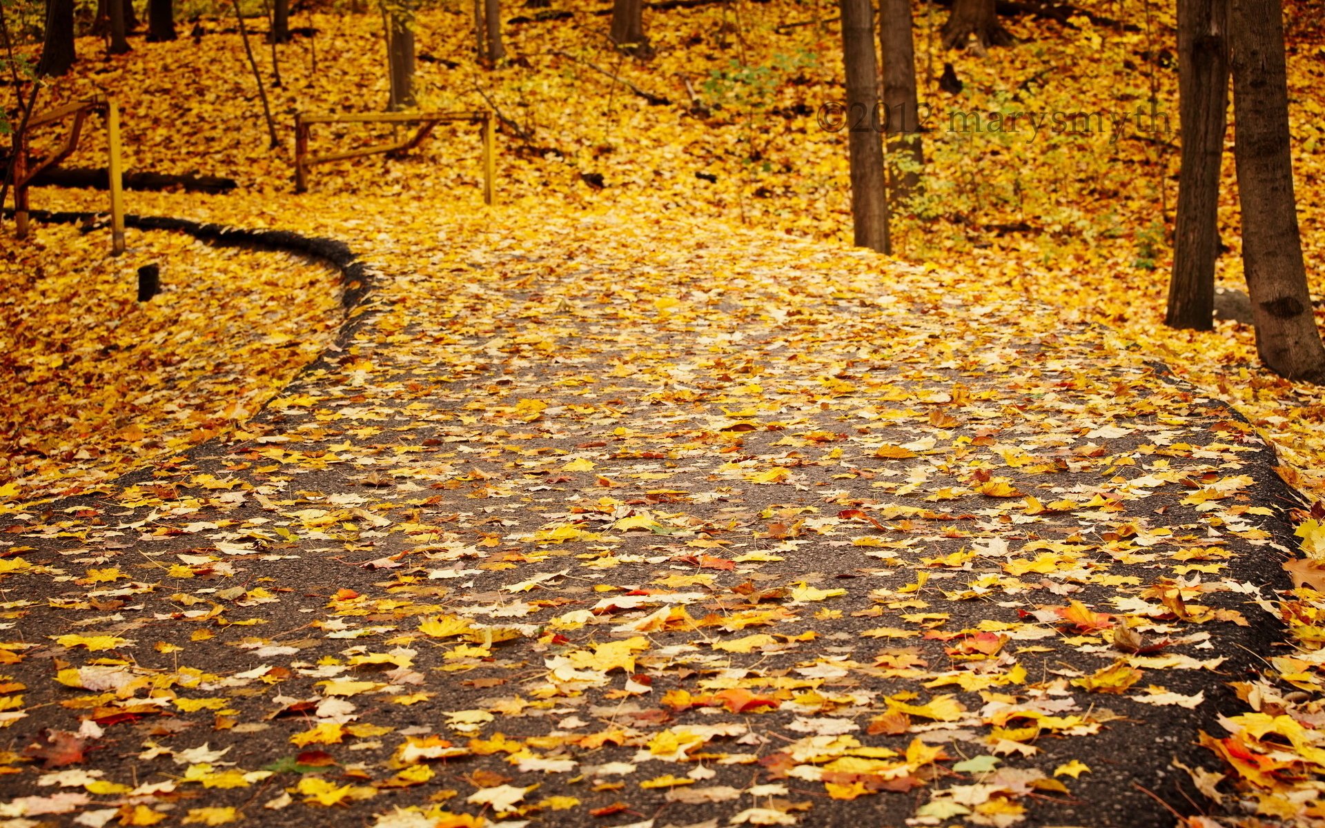 trees road leave