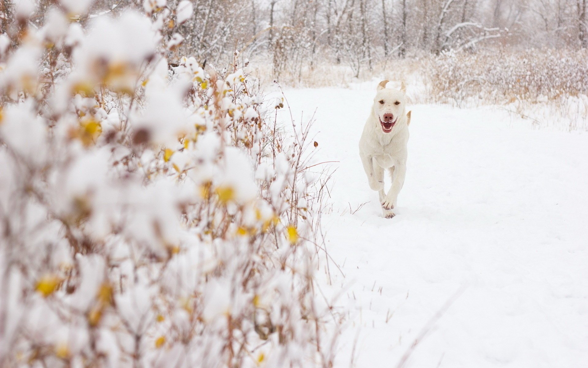 sfondo cane neve