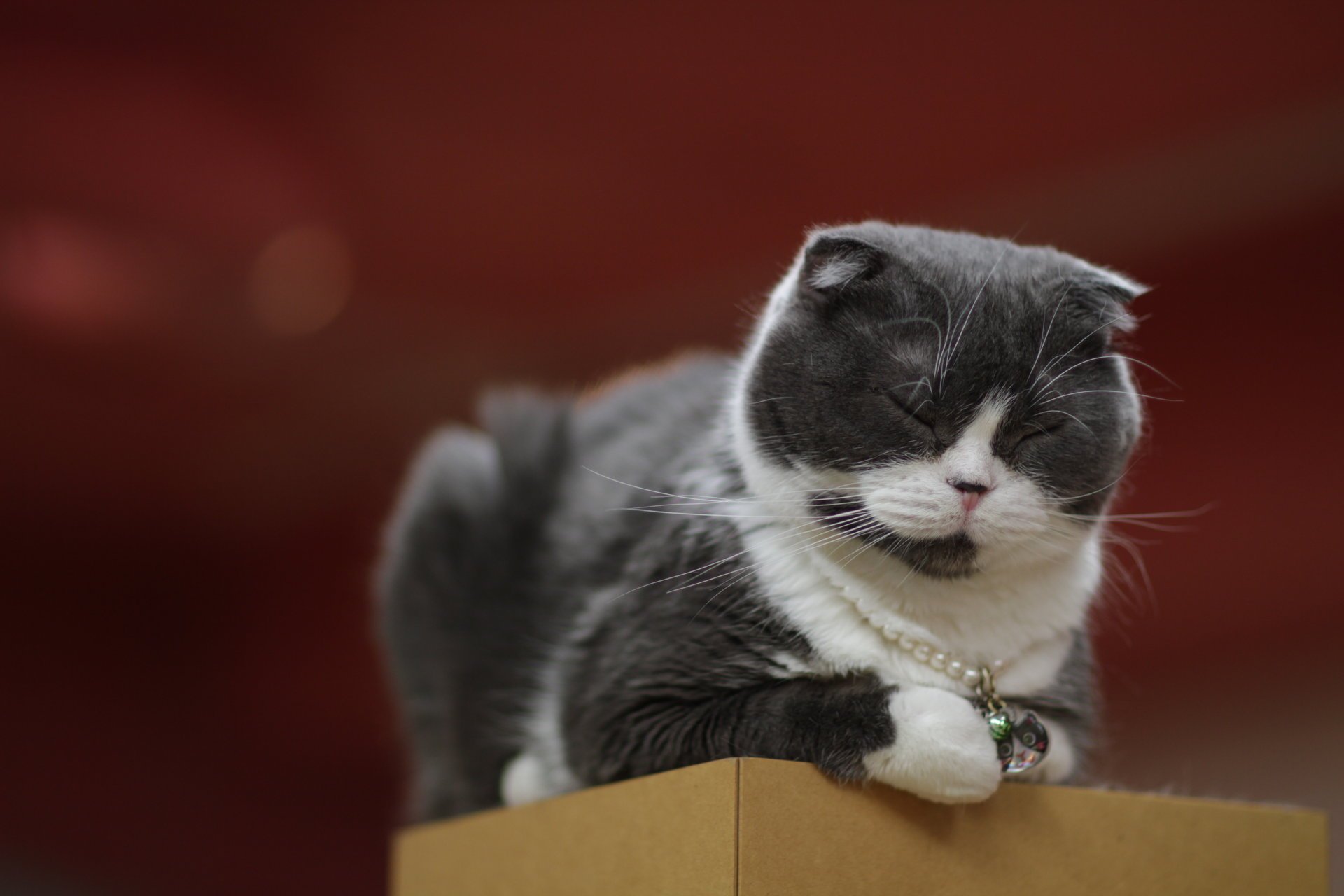 gato gato cadena colgante