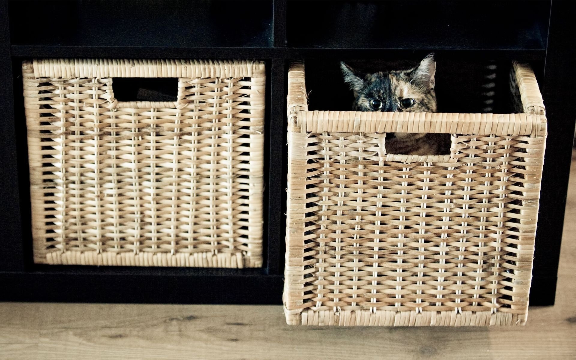katze katze korb versteckt