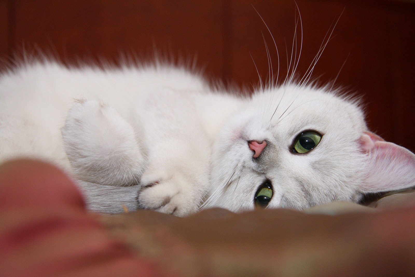 gatto gatto