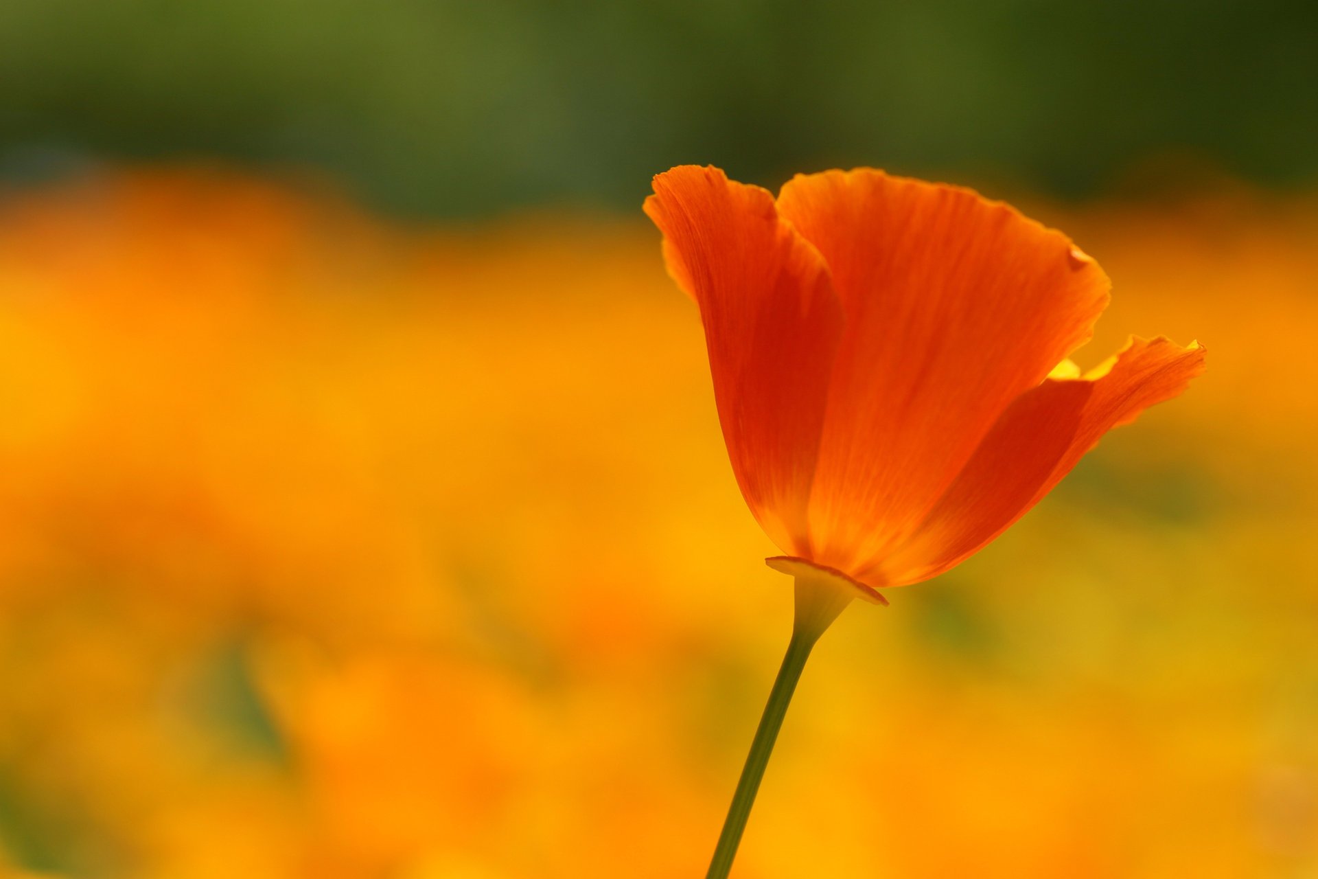 rot mohn scharlachrot blütenblätter blume