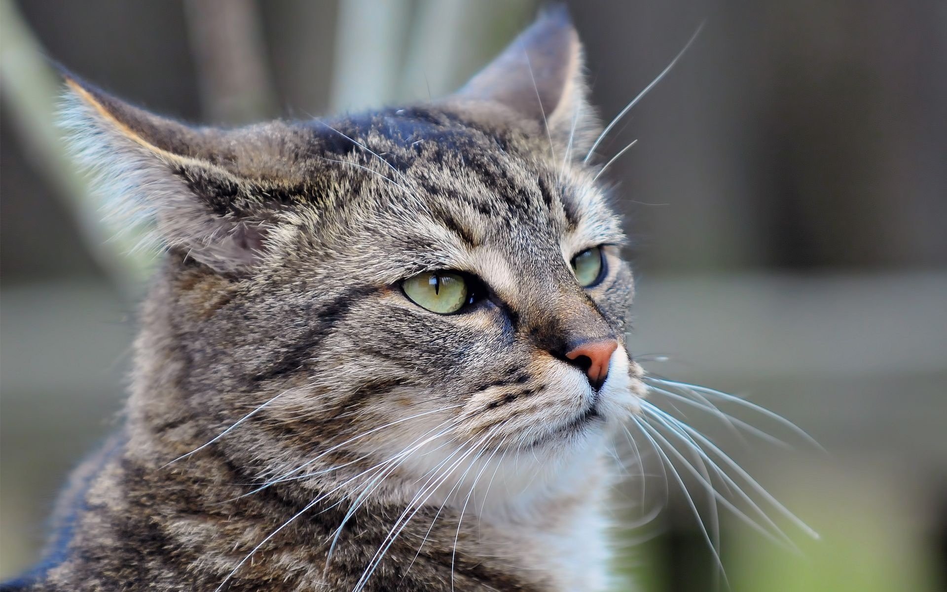 katze katze schnurrbart
