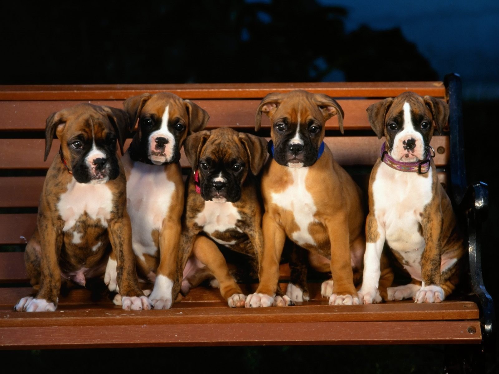 puppies shop