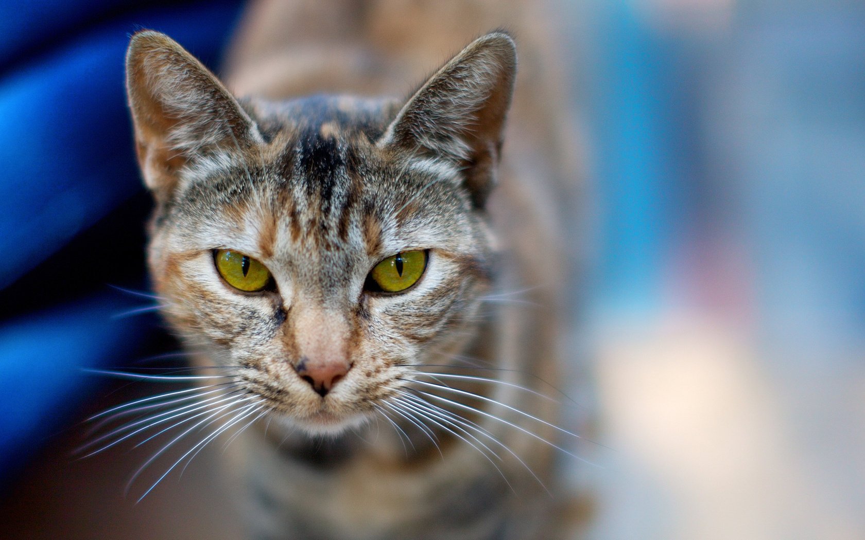chaton chat regard