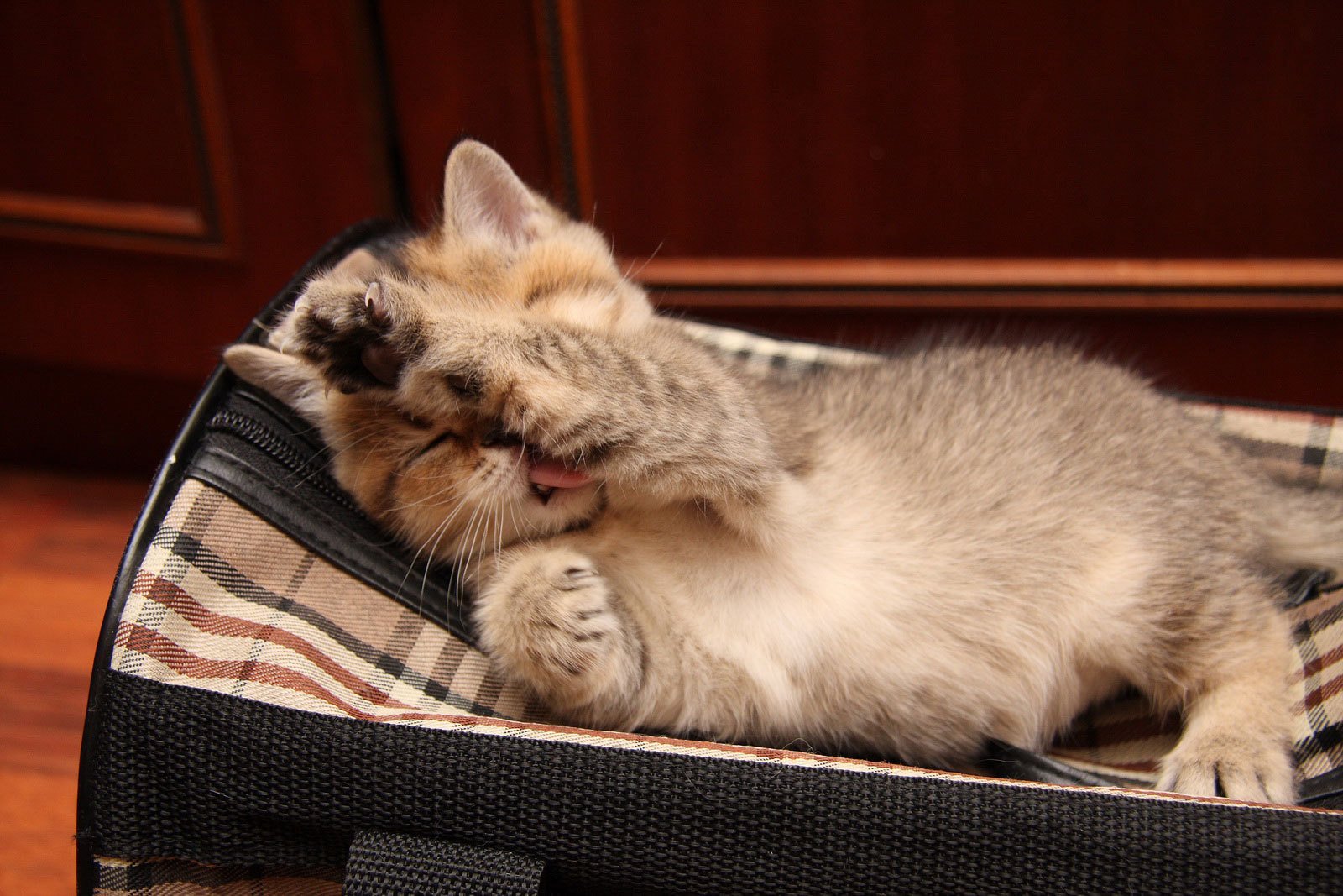 washes kitty tongue