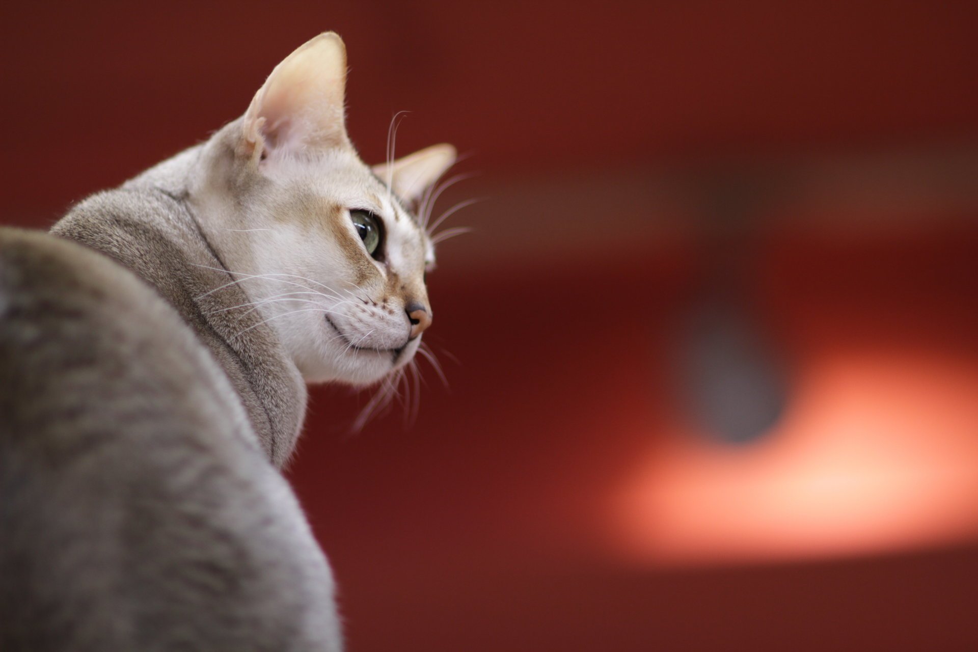 cat grey look