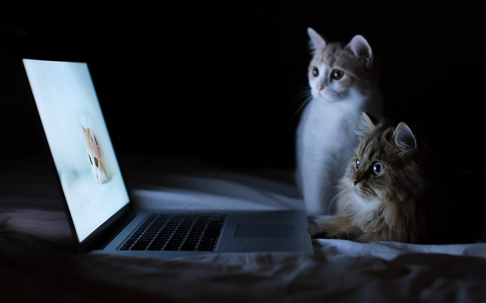 y benjamin torode daisy hannah котята ноутбук