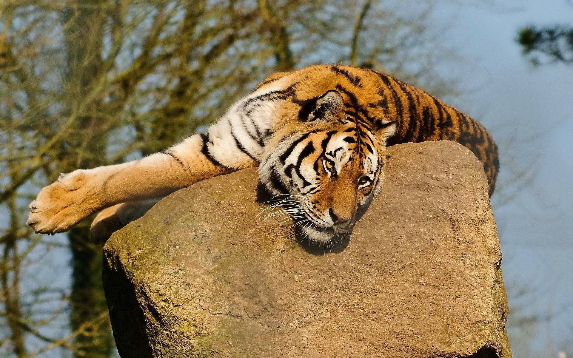schnauze pfoten tiger schnurrbart liegt schaut auf einem stein