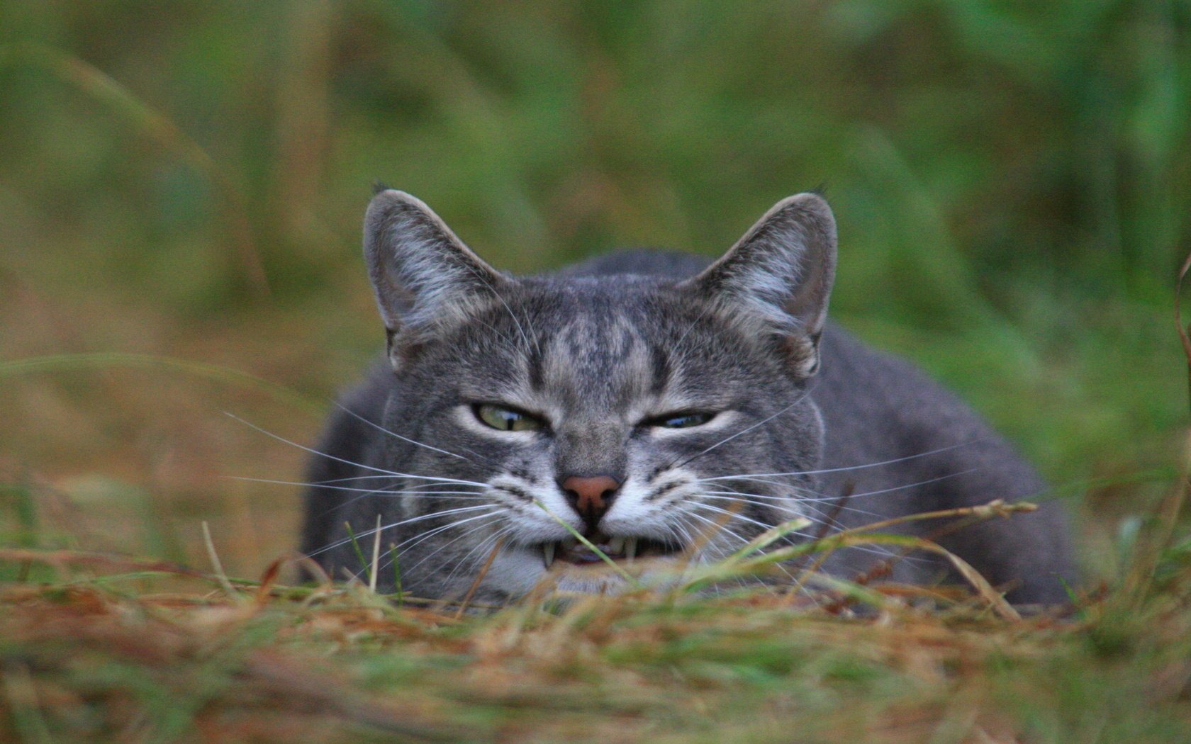 hierba gato cara