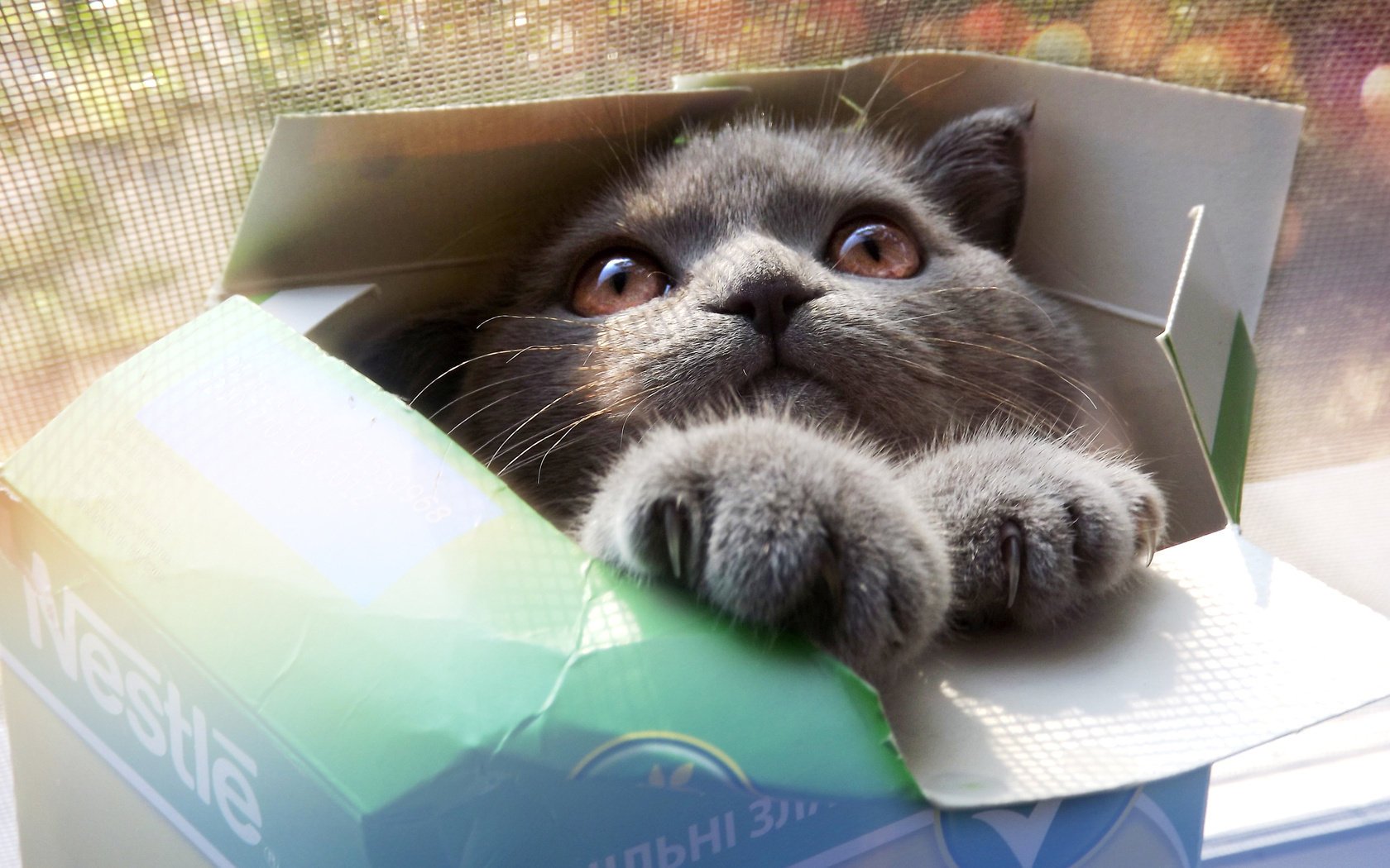 grau augen katze katze pfoten blick schnauze box
