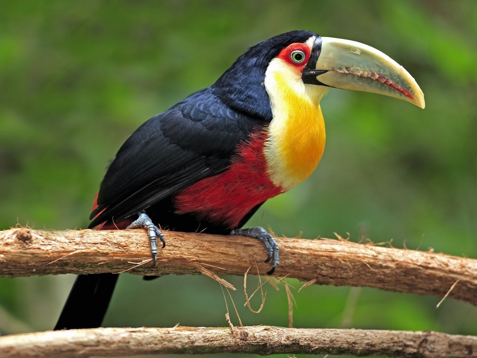 uccello tucano