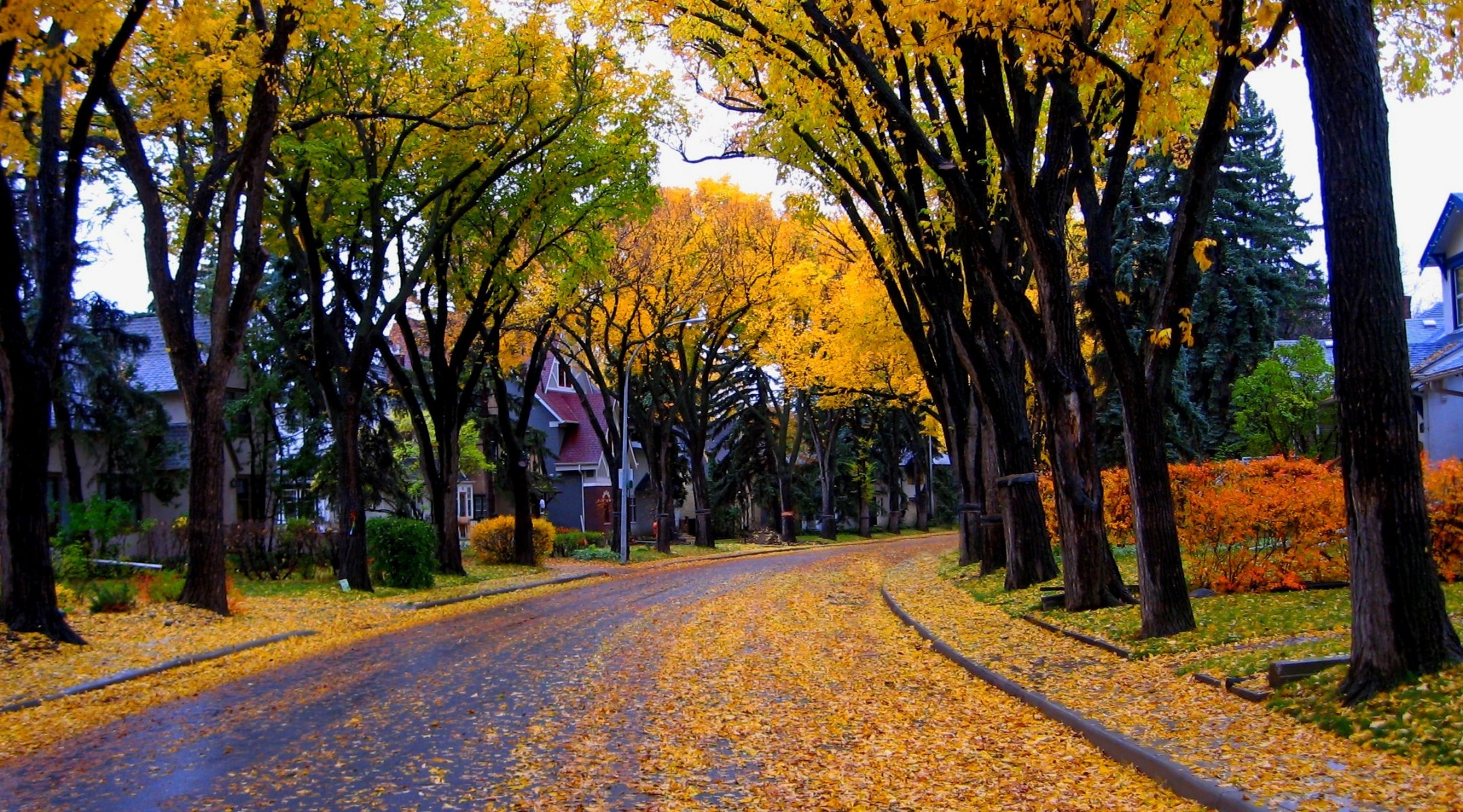 natur architektur haus herbst blätter bäume straße stadt