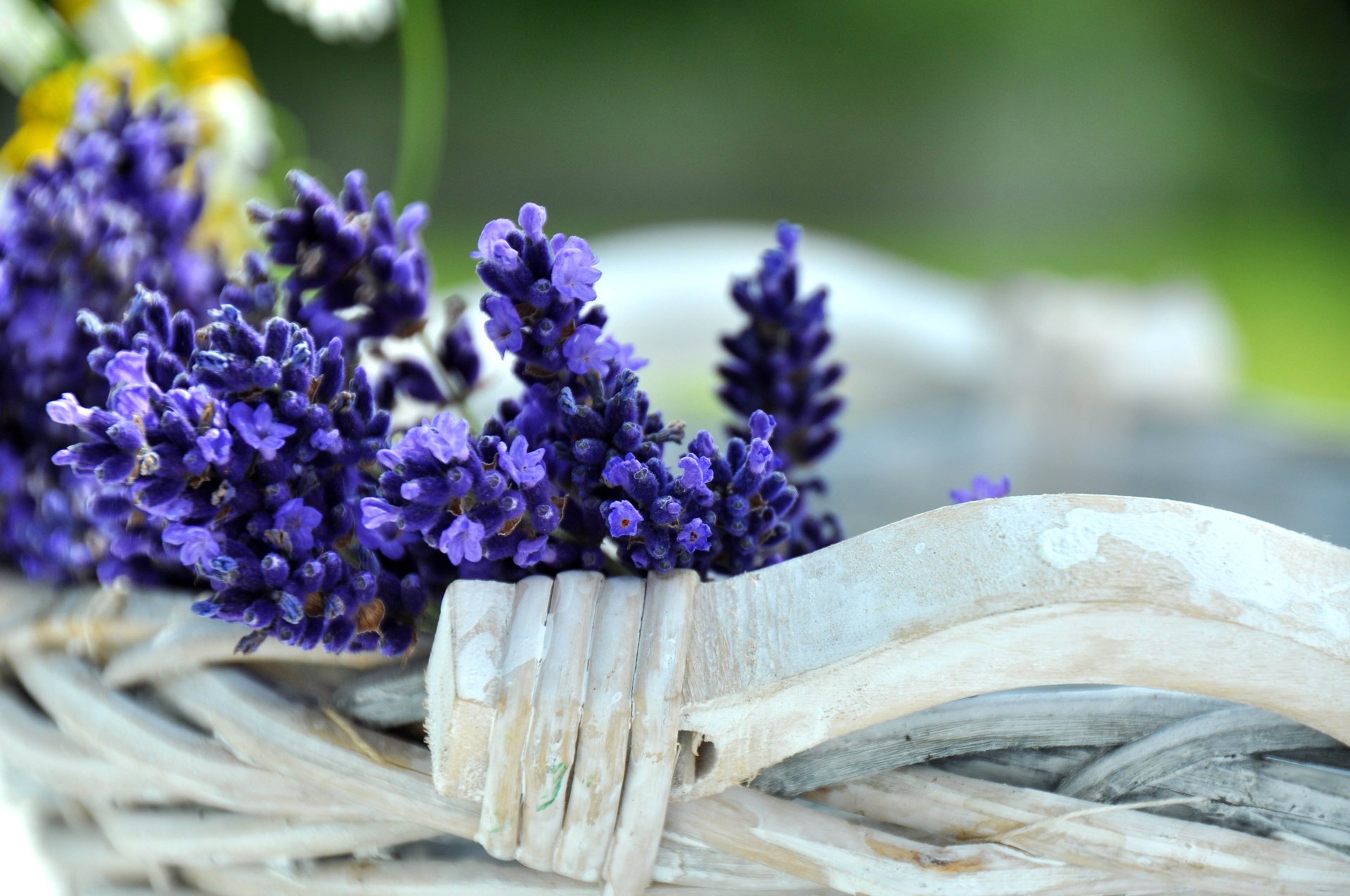 blumen blau