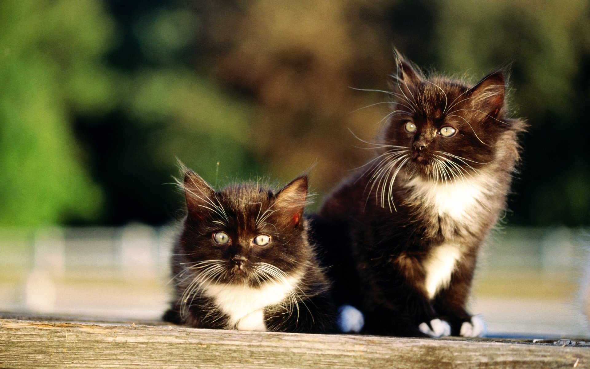 gatti gattini