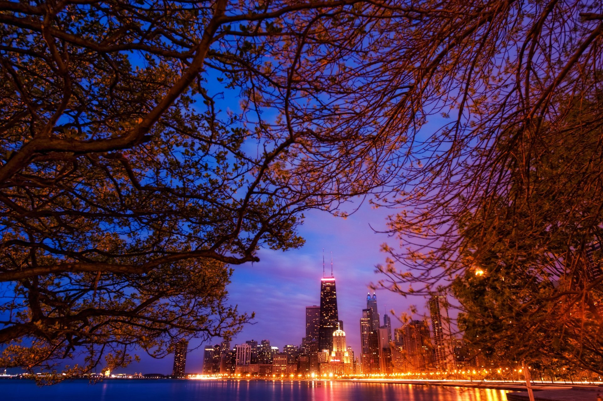 chicago amérique usa gratte-ciel nuit lumières paysage branches