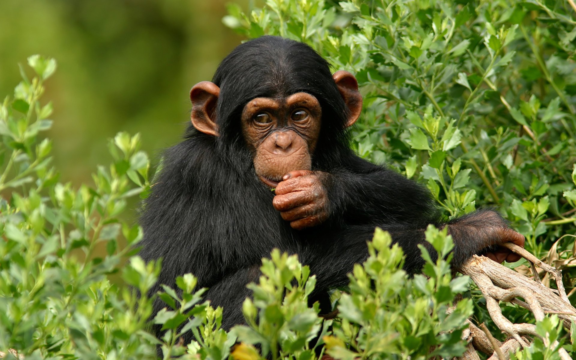 mono chimpancé