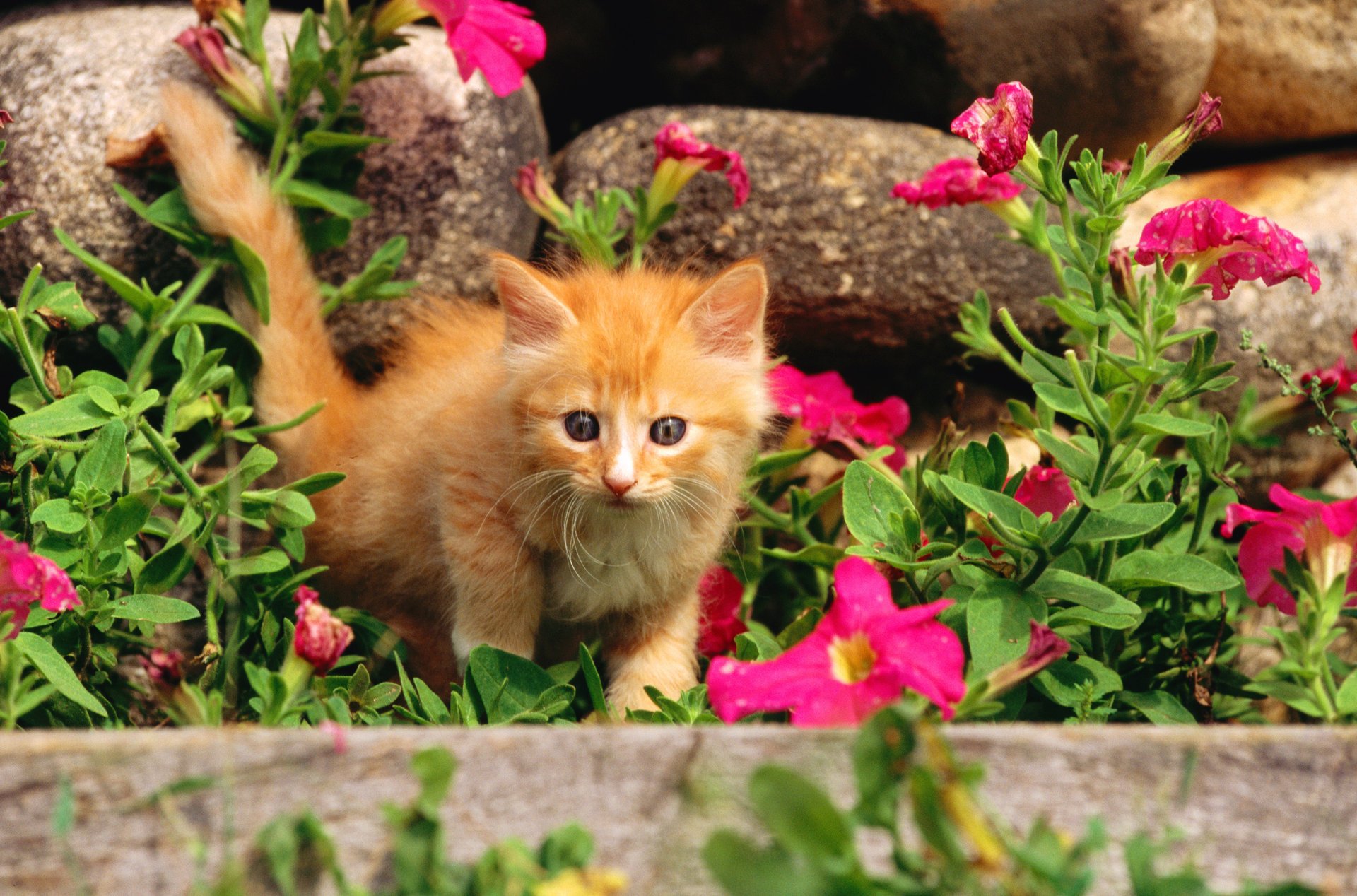 fleurs chaton roux