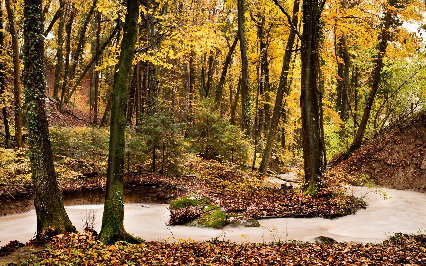 autumn forest nature