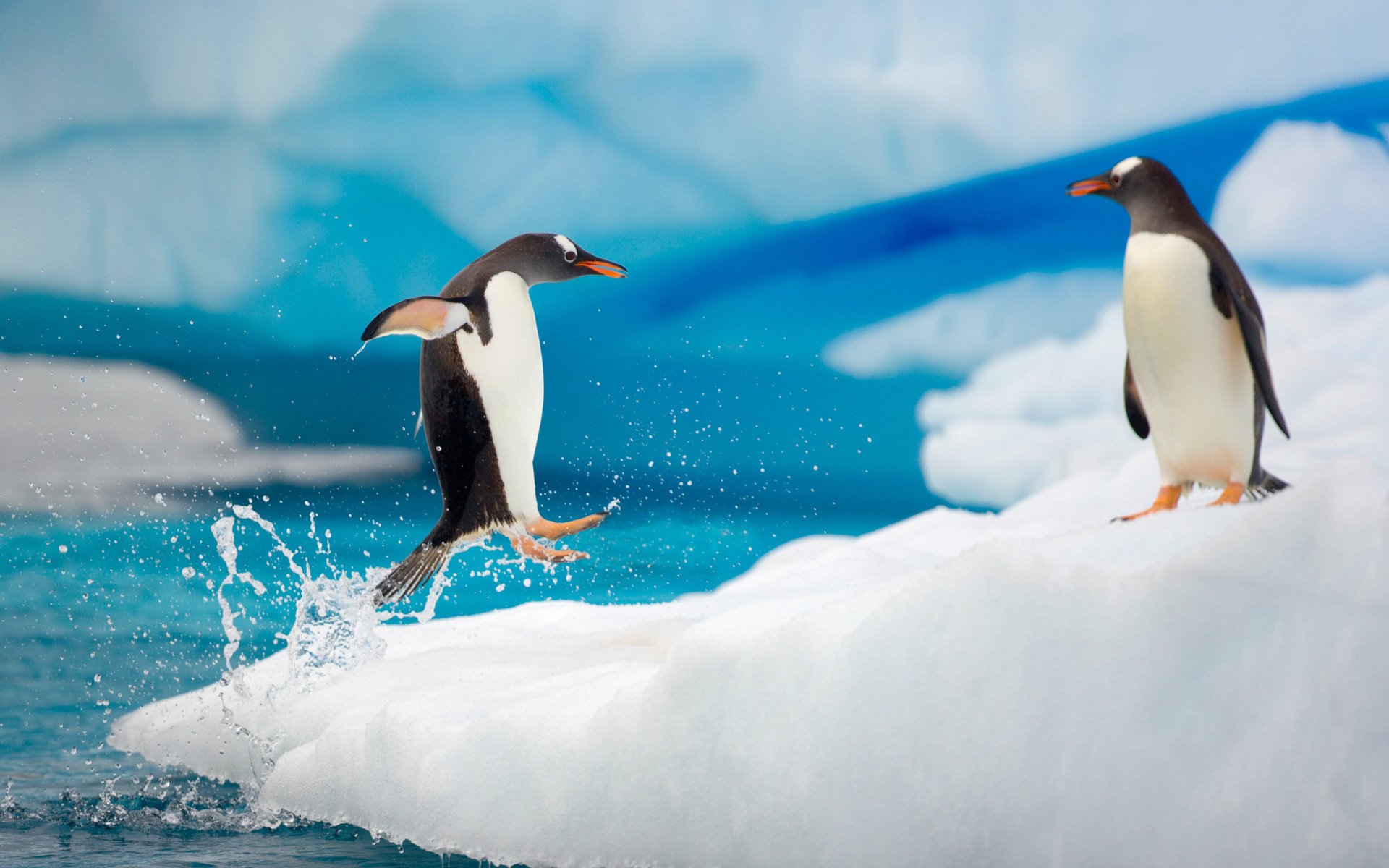 wasser eis pinguin winter spray water sprung spray