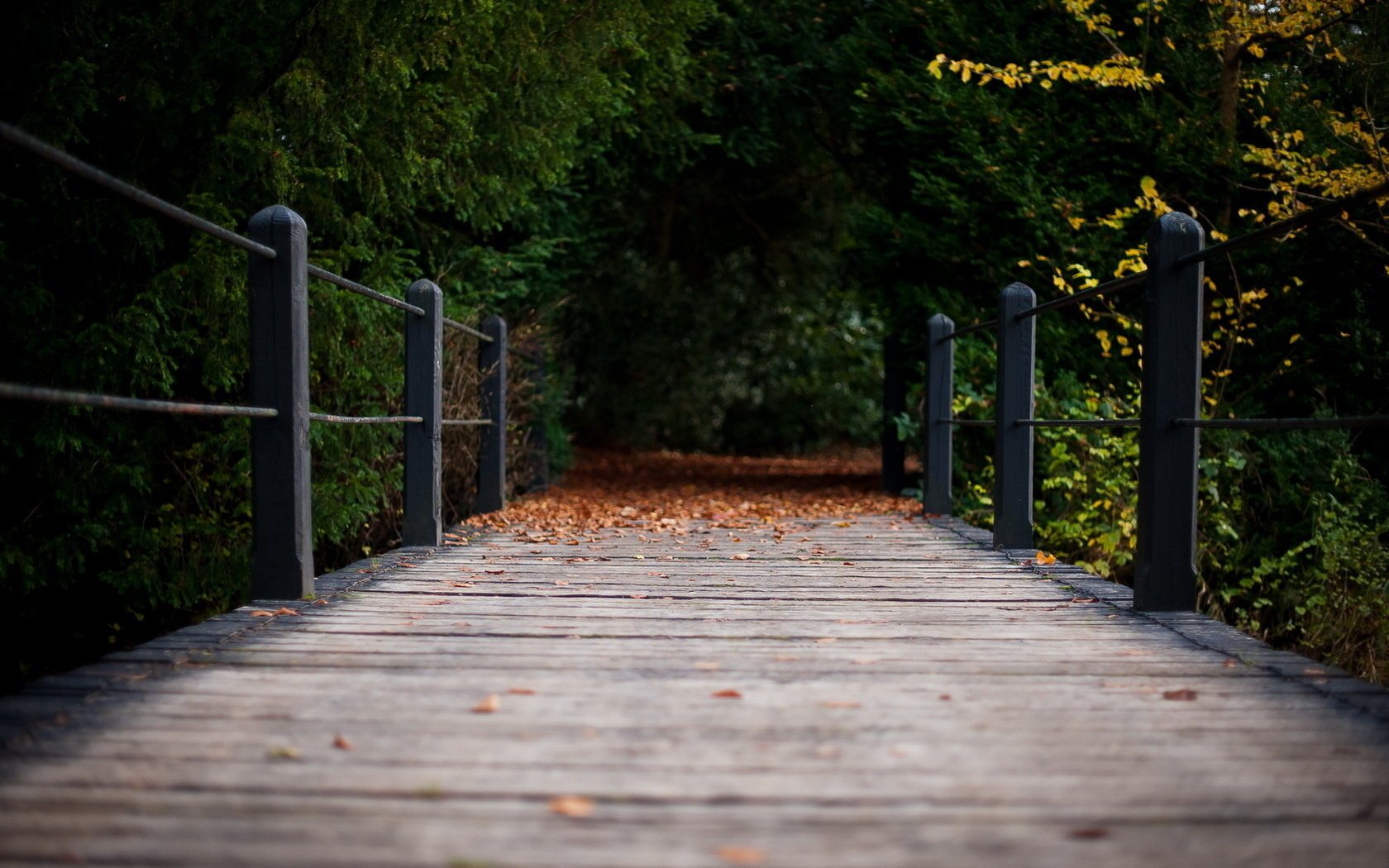 automne nature pont