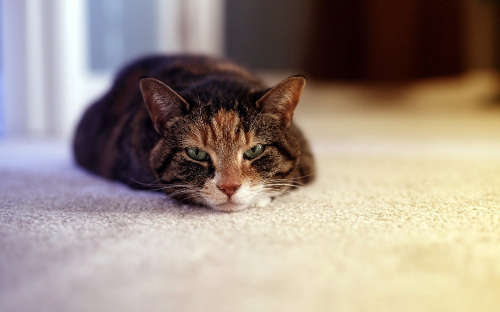 look comfort cat