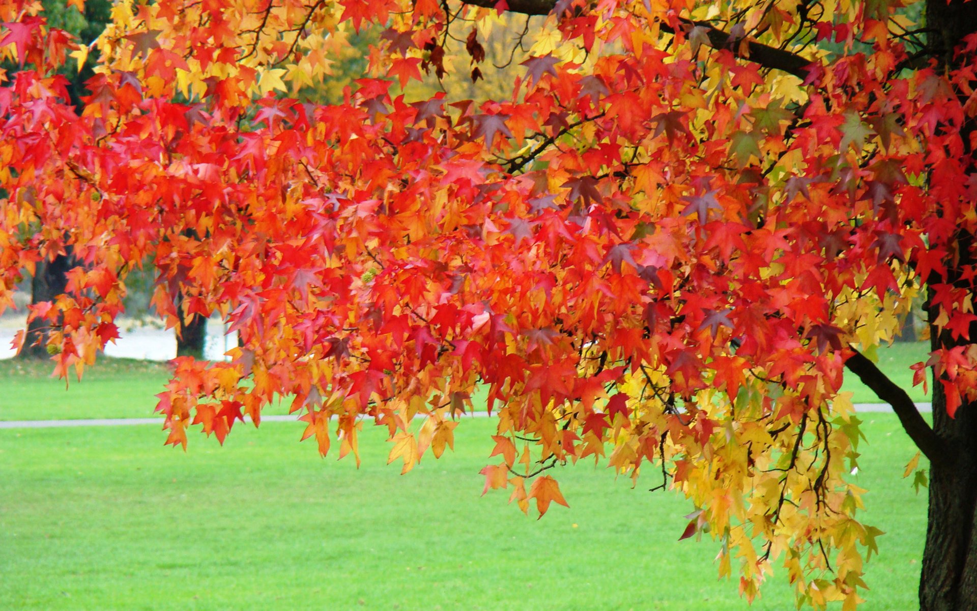 arbre feuilles branches automne