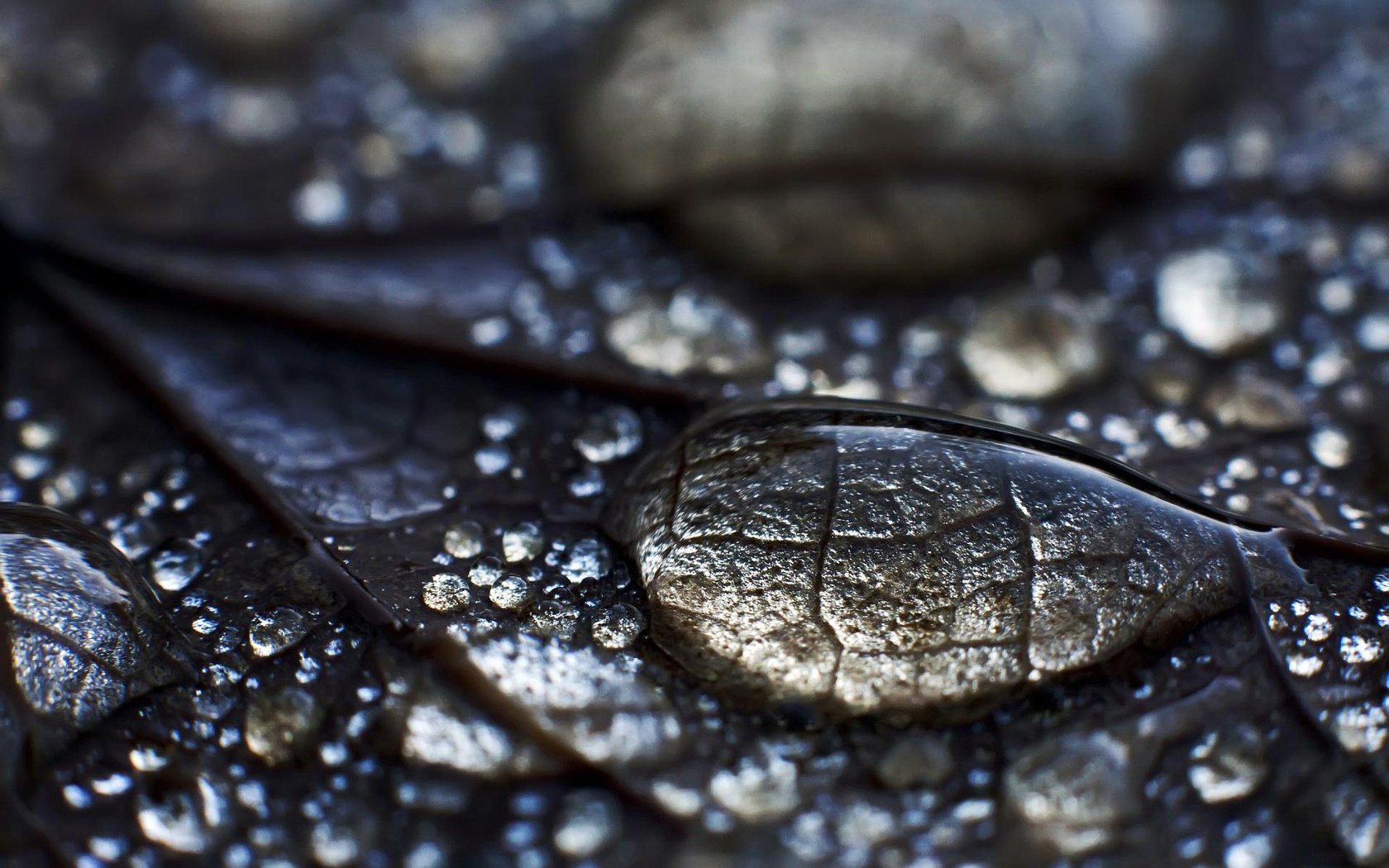 rosa leaf drops water sheet
