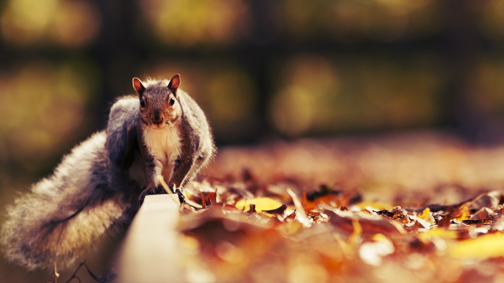 ardilla naturaleza otoño